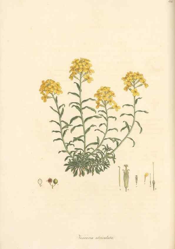Reproducción/Reproduction 49557980652: Flora Graeca, sive, Plantarum rariorum historia, quas in provinciis aut insulis Graeciae /. Londini :Typis Richardi Taylor et socii, in Vico Shoe-Lane :MDCCCVI-MDCCCXL [1806-1840].. 