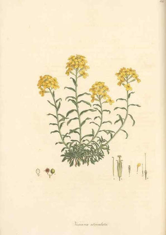 Reproducción/Reproduction 49557980652: Flora Graeca, sive, Plantarum rariorum historia, quas in provinciis aut insulis Graeciae /. Londini :Typis Richardi Taylor et socii, in Vico Shoe-Lane :MDCCCVI-MDCCCXL [1806-1840].. 
