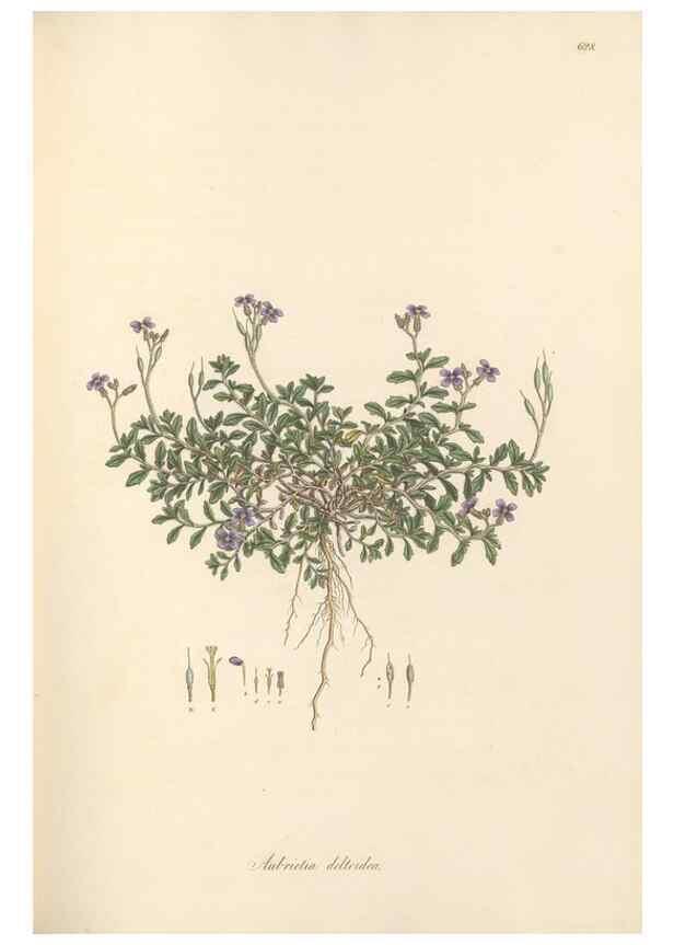 Reproducción/Reproduction 49557249503: Flora Graeca, sive, Plantarum rariorum historia, quas in provinciis aut insulis Graeciae /. Londini :Typis Richardi Taylor et socii, in Vico Shoe-Lane :MDCCCVI-MDCCCXL [1806-1840].. 