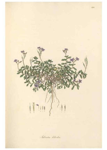 Reproducción/Reproduction 49557249503: Flora Graeca, sive, Plantarum rariorum historia, quas in provinciis aut insulis Graeciae /. Londini :Typis Richardi Taylor et socii, in Vico Shoe-Lane :MDCCCVI-MDCCCXL [1806-1840].. 
