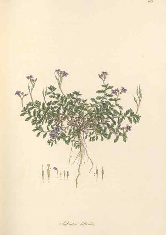 Reproducción/Reproduction 49557249503: Flora Graeca, sive, Plantarum rariorum historia, quas in provinciis aut insulis Graeciae /. Londini :Typis Richardi Taylor et socii, in Vico Shoe-Lane :MDCCCVI-MDCCCXL [1806-1840].. 