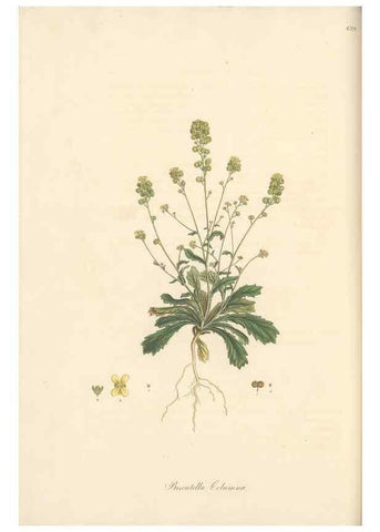 Reproducción/Reproduction 49557746256: Flora Graeca, sive, Plantarum rariorum historia, quas in provinciis aut insulis Graeciae /. Londini :Typis Richardi Taylor et socii, in Vico Shoe-Lane :MDCCCVI-MDCCCXL [1806-1840].. 