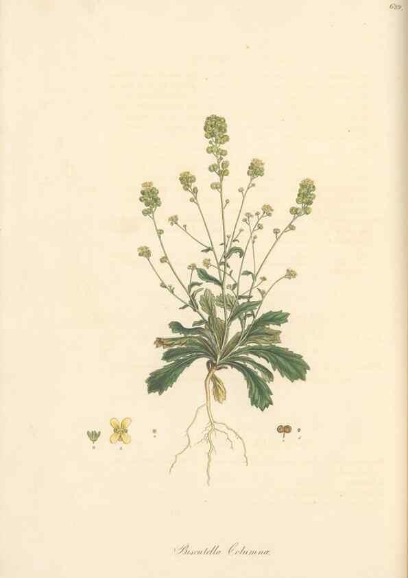 Reproducción/Reproduction 49557746256: Flora Graeca, sive, Plantarum rariorum historia, quas in provinciis aut insulis Graeciae /. Londini :Typis Richardi Taylor et socii, in Vico Shoe-Lane :MDCCCVI-MDCCCXL [1806-1840].. 