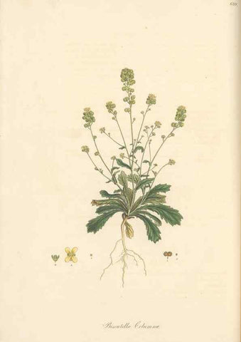 Reproducción/Reproduction 49557746256: Flora Graeca, sive, Plantarum rariorum historia, quas in provinciis aut insulis Graeciae /. Londini :Typis Richardi Taylor et socii, in Vico Shoe-Lane :MDCCCVI-MDCCCXL [1806-1840].. 