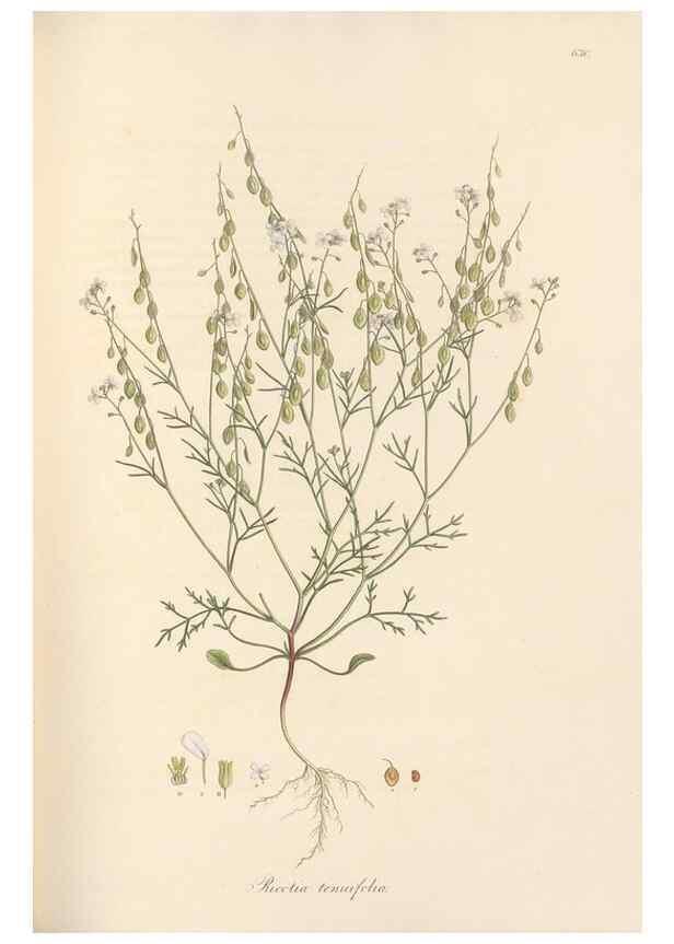 Reproducción/Reproduction 49557746516: Flora Graeca, sive, Plantarum rariorum historia, quas in provinciis aut insulis Graeciae /. Londini :Typis Richardi Taylor et socii, in Vico Shoe-Lane :MDCCCVI-MDCCCXL [1806-1840].. 