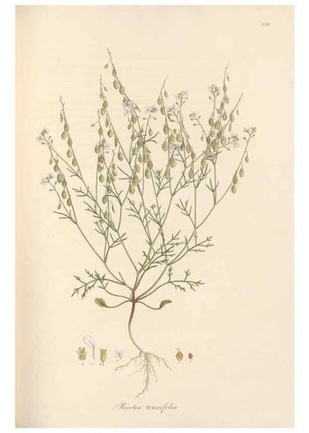 Reproducción/Reproduction 49557746516: Flora Graeca, sive, Plantarum rariorum historia, quas in provinciis aut insulis Graeciae /. Londini :Typis Richardi Taylor et socii, in Vico Shoe-Lane :MDCCCVI-MDCCCXL [1806-1840].. 