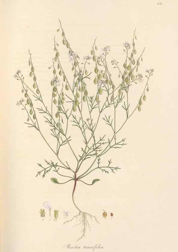 Reproducción/Reproduction 49557746516: Flora Graeca, sive, Plantarum rariorum historia, quas in provinciis aut insulis Graeciae /. Londini :Typis Richardi Taylor et socii, in Vico Shoe-Lane :MDCCCVI-MDCCCXL [1806-1840].. 