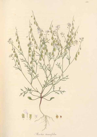 Reproducción/Reproduction 49557746516: Flora Graeca, sive, Plantarum rariorum historia, quas in provinciis aut insulis Graeciae /. Londini :Typis Richardi Taylor et socii, in Vico Shoe-Lane :MDCCCVI-MDCCCXL [1806-1840].. 