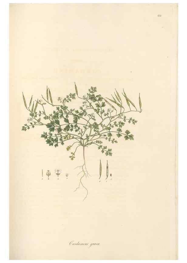 Reproducción/Reproduction 49557250353: Flora Graeca, sive, Plantarum rariorum historia, quas in provinciis aut insulis Graeciae /. Londini :Typis Richardi Taylor et socii, in Vico Shoe-Lane :MDCCCVI-MDCCCXL [1806-1840].. 