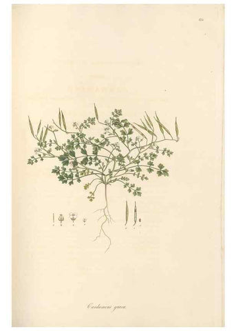 Reproducción/Reproduction 49557250353: Flora Graeca, sive, Plantarum rariorum historia, quas in provinciis aut insulis Graeciae /. Londini :Typis Richardi Taylor et socii, in Vico Shoe-Lane :MDCCCVI-MDCCCXL [1806-1840].. 
