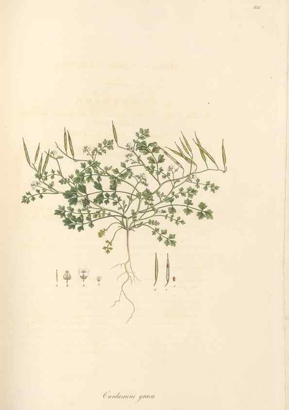 Reproducción/Reproduction 49557250353: Flora Graeca, sive, Plantarum rariorum historia, quas in provinciis aut insulis Graeciae /. Londini :Typis Richardi Taylor et socii, in Vico Shoe-Lane :MDCCCVI-MDCCCXL [1806-1840].. 