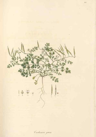 Reproducción/Reproduction 49557250353: Flora Graeca, sive, Plantarum rariorum historia, quas in provinciis aut insulis Graeciae /. Londini :Typis Richardi Taylor et socii, in Vico Shoe-Lane :MDCCCVI-MDCCCXL [1806-1840].. 