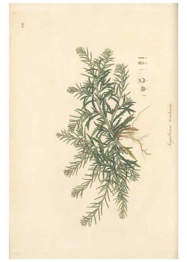 Reproducción/Reproduction 49557250668: Flora Graeca, sive, Plantarum rariorum historia, quas in provinciis aut insulis Graeciae /. Londini :Typis Richardi Taylor et socii, in Vico Shoe-Lane :MDCCCVI-MDCCCXL [1806-1840].. 