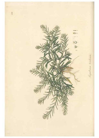 Reproducción/Reproduction 49557250668: Flora Graeca, sive, Plantarum rariorum historia, quas in provinciis aut insulis Graeciae /. Londini :Typis Richardi Taylor et socii, in Vico Shoe-Lane :MDCCCVI-MDCCCXL [1806-1840].. 