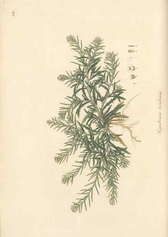 Reproducción/Reproduction 49557250668: Flora Graeca, sive, Plantarum rariorum historia, quas in provinciis aut insulis Graeciae /. Londini :Typis Richardi Taylor et socii, in Vico Shoe-Lane :MDCCCVI-MDCCCXL [1806-1840].. 
