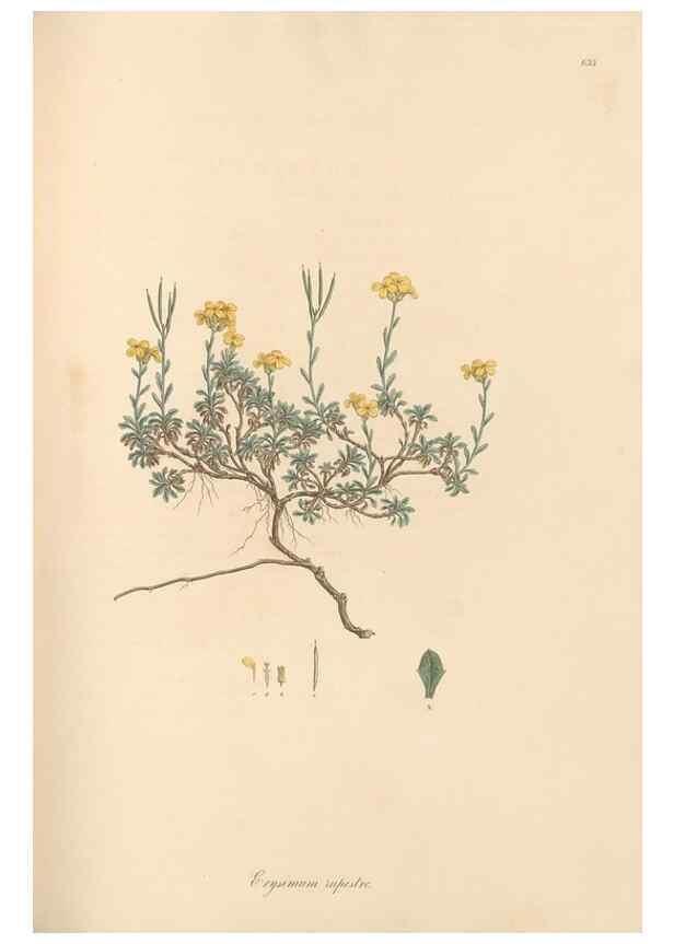 Reproducción/Reproduction 49557982492: Flora Graeca, sive, Plantarum rariorum historia, quas in provinciis aut insulis Graeciae /. Londini :Typis Richardi Taylor et socii, in Vico Shoe-Lane :MDCCCVI-MDCCCXL [1806-1840].. 