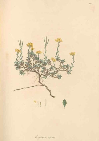 Reproducción/Reproduction 49557982492: Flora Graeca, sive, Plantarum rariorum historia, quas in provinciis aut insulis Graeciae /. Londini :Typis Richardi Taylor et socii, in Vico Shoe-Lane :MDCCCVI-MDCCCXL [1806-1840].. 