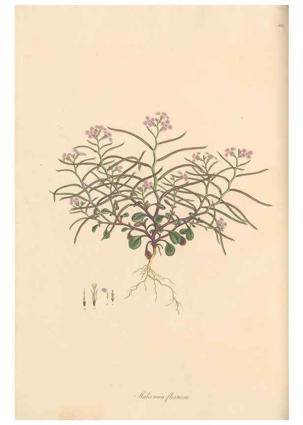 Reproducción/Reproduction 49557251288: Flora Graeca, sive, Plantarum rariorum historia, quas in provinciis aut insulis Graeciae /. Londini :Typis Richardi Taylor et socii, in Vico Shoe-Lane :MDCCCVI-MDCCCXL [1806-1840].. 