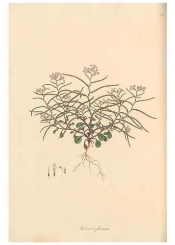 Reproducción/Reproduction 49557251288: Flora Graeca, sive, Plantarum rariorum historia, quas in provinciis aut insulis Graeciae /. Londini :Typis Richardi Taylor et socii, in Vico Shoe-Lane :MDCCCVI-MDCCCXL [1806-1840].. 