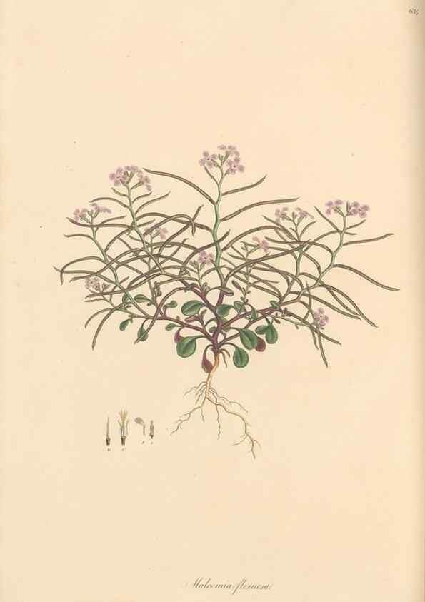 Reproducción/Reproduction 49557251288: Flora Graeca, sive, Plantarum rariorum historia, quas in provinciis aut insulis Graeciae /. Londini :Typis Richardi Taylor et socii, in Vico Shoe-Lane :MDCCCVI-MDCCCXL [1806-1840].. 