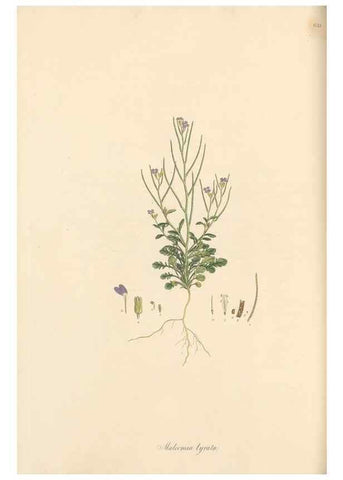 Reproducción/Reproduction 49557251558: Flora Graeca, sive, Plantarum rariorum historia, quas in provinciis aut insulis Graeciae /. Londini :Typis Richardi Taylor et socii, in Vico Shoe-Lane :MDCCCVI-MDCCCXL [1806-1840].. 