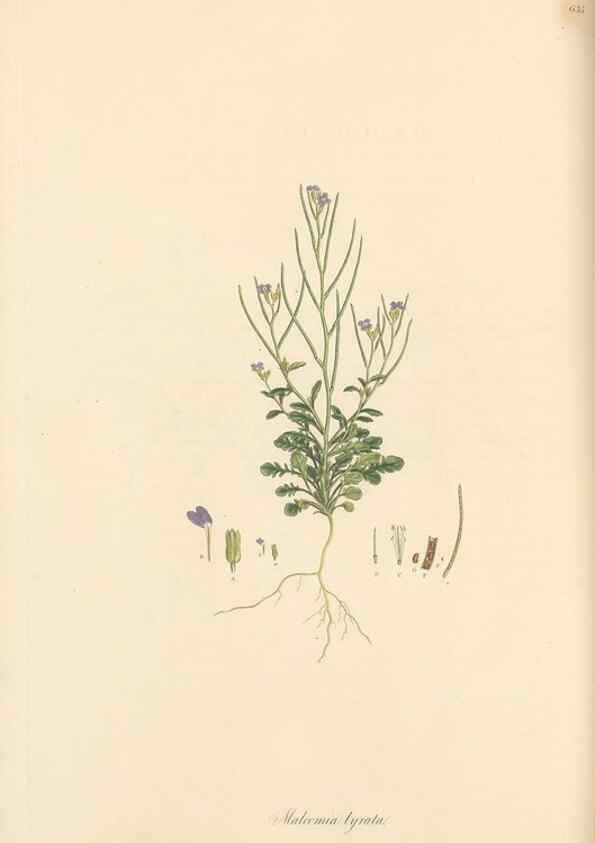 Reproducción/Reproduction 49557251558: Flora Graeca, sive, Plantarum rariorum historia, quas in provinciis aut insulis Graeciae /. Londini :Typis Richardi Taylor et socii, in Vico Shoe-Lane :MDCCCVI-MDCCCXL [1806-1840].. 