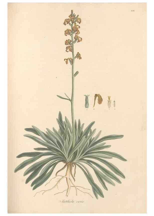 Reproducción/Reproduction 49557251903: Flora Graeca, sive, Plantarum rariorum historia, quas in provinciis aut insulis Graeciae /. Londini :Typis Richardi Taylor et socii, in Vico Shoe-Lane :MDCCCVI-MDCCCXL [1806-1840].. 