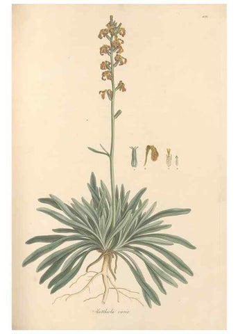 Reproducción/Reproduction 49557251903: Flora Graeca, sive, Plantarum rariorum historia, quas in provinciis aut insulis Graeciae /. Londini :Typis Richardi Taylor et socii, in Vico Shoe-Lane :MDCCCVI-MDCCCXL [1806-1840].. 