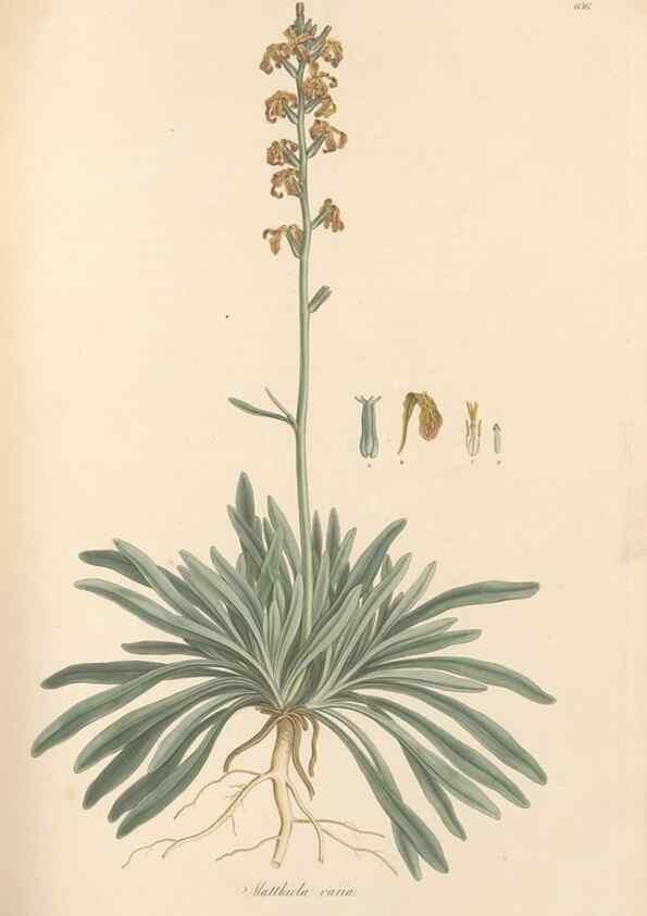 Reproducción/Reproduction 49557251903: Flora Graeca, sive, Plantarum rariorum historia, quas in provinciis aut insulis Graeciae /. Londini :Typis Richardi Taylor et socii, in Vico Shoe-Lane :MDCCCVI-MDCCCXL [1806-1840].. 