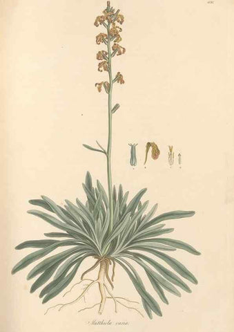 Reproducción/Reproduction 49557251903: Flora Graeca, sive, Plantarum rariorum historia, quas in provinciis aut insulis Graeciae /. Londini :Typis Richardi Taylor et socii, in Vico Shoe-Lane :MDCCCVI-MDCCCXL [1806-1840].. 