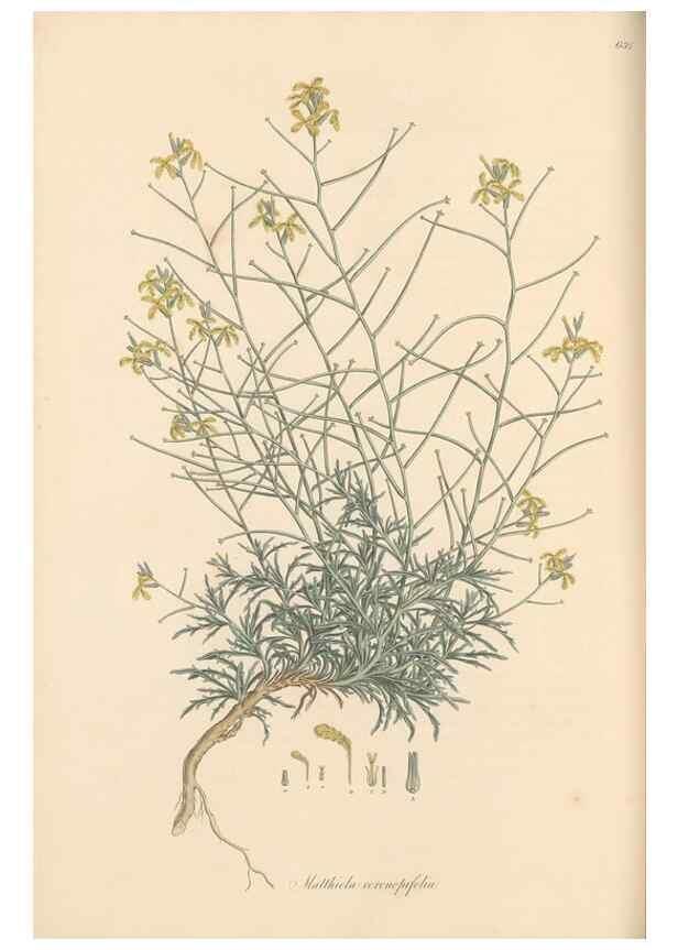 Reproducción/Reproduction 49557252173: Flora Graeca, sive, Plantarum rariorum historia, quas in provinciis aut insulis Graeciae /. Londini :Typis Richardi Taylor et socii, in Vico Shoe-Lane :MDCCCVI-MDCCCXL [1806-1840].. 