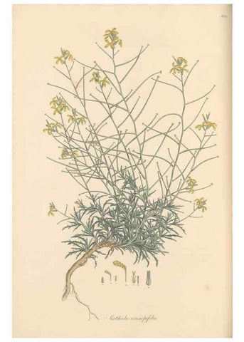 Reproducción/Reproduction 49557252173: Flora Graeca, sive, Plantarum rariorum historia, quas in provinciis aut insulis Graeciae /. Londini :Typis Richardi Taylor et socii, in Vico Shoe-Lane :MDCCCVI-MDCCCXL [1806-1840].. 