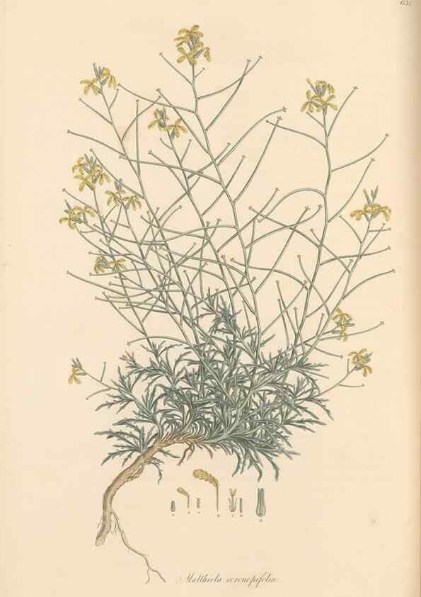 Reproducción/Reproduction 49557252173: Flora Graeca, sive, Plantarum rariorum historia, quas in provinciis aut insulis Graeciae /. Londini :Typis Richardi Taylor et socii, in Vico Shoe-Lane :MDCCCVI-MDCCCXL [1806-1840].. 