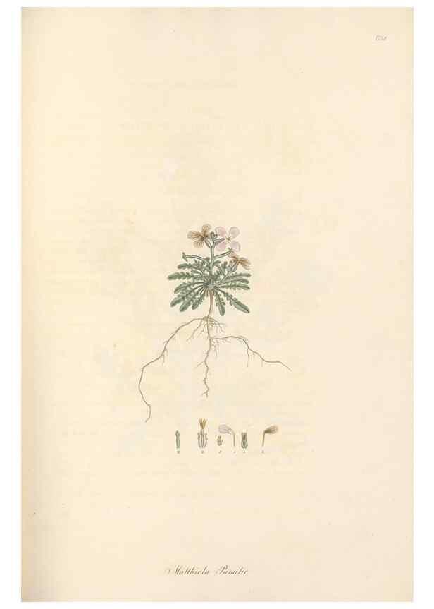 Reproducción/Reproduction 49557252463: Flora Graeca, sive, Plantarum rariorum historia, quas in provinciis aut insulis Graeciae /. Londini :Typis Richardi Taylor et socii, in Vico Shoe-Lane :MDCCCVI-MDCCCXL [1806-1840].. 