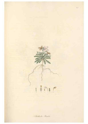 Reproducción/Reproduction 49557252463: Flora Graeca, sive, Plantarum rariorum historia, quas in provinciis aut insulis Graeciae /. Londini :Typis Richardi Taylor et socii, in Vico Shoe-Lane :MDCCCVI-MDCCCXL [1806-1840].. 