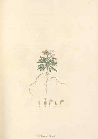 Reproducción/Reproduction 49557252463: Flora Graeca, sive, Plantarum rariorum historia, quas in provinciis aut insulis Graeciae /. Londini :Typis Richardi Taylor et socii, in Vico Shoe-Lane :MDCCCVI-MDCCCXL [1806-1840].. 