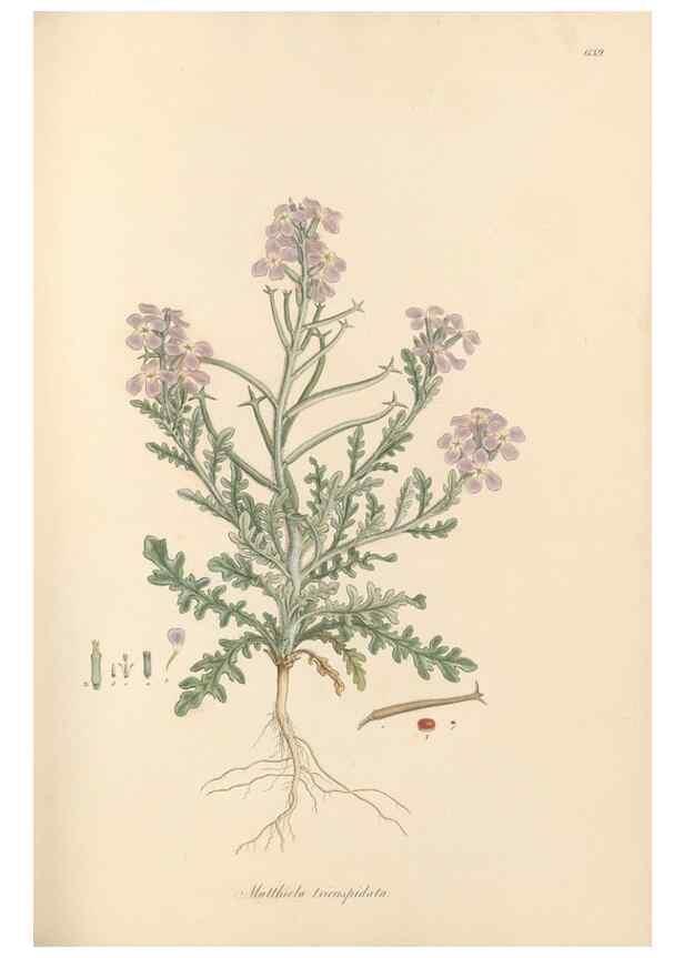 Reproducción/Reproduction 49557749201: Flora Graeca, sive, Plantarum rariorum historia, quas in provinciis aut insulis Graeciae /. Londini :Typis Richardi Taylor et socii, in Vico Shoe-Lane :MDCCCVI-MDCCCXL [1806-1840].. 