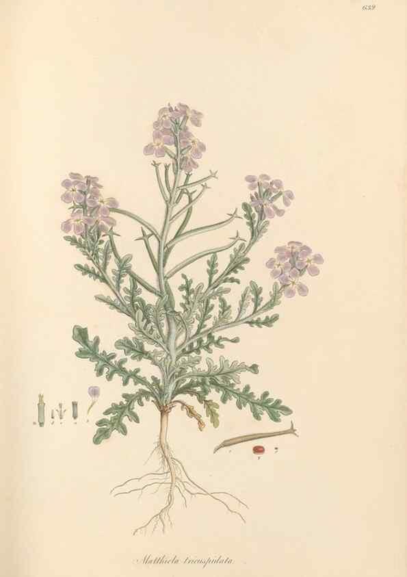Reproducción/Reproduction 49557749201: Flora Graeca, sive, Plantarum rariorum historia, quas in provinciis aut insulis Graeciae /. Londini :Typis Richardi Taylor et socii, in Vico Shoe-Lane :MDCCCVI-MDCCCXL [1806-1840].. 