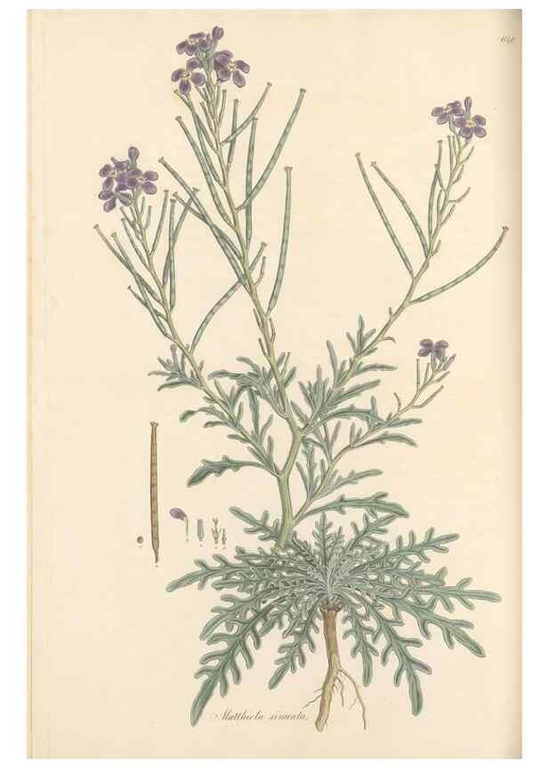 Reproducción/Reproduction 49557749511: Flora Graeca, sive, Plantarum rariorum historia, quas in provinciis aut insulis Graeciae /. Londini :Typis Richardi Taylor et socii, in Vico Shoe-Lane :MDCCCVI-MDCCCXL [1806-1840].. 