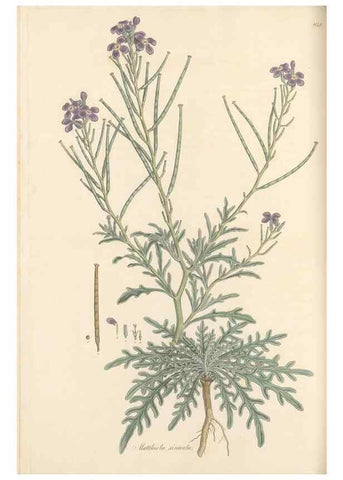 Reproducción/Reproduction 49557749511: Flora Graeca, sive, Plantarum rariorum historia, quas in provinciis aut insulis Graeciae /. Londini :Typis Richardi Taylor et socii, in Vico Shoe-Lane :MDCCCVI-MDCCCXL [1806-1840].. 