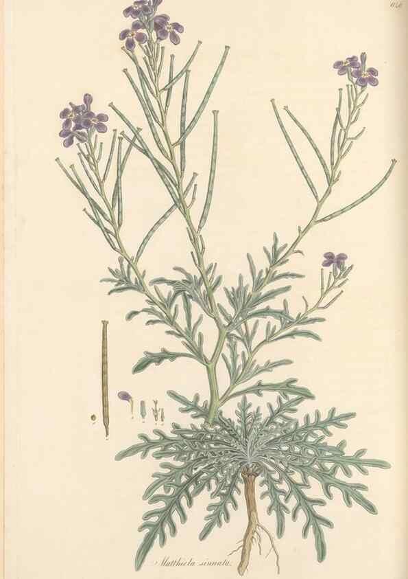 Reproducción/Reproduction 49557749511: Flora Graeca, sive, Plantarum rariorum historia, quas in provinciis aut insulis Graeciae /. Londini :Typis Richardi Taylor et socii, in Vico Shoe-Lane :MDCCCVI-MDCCCXL [1806-1840].. 