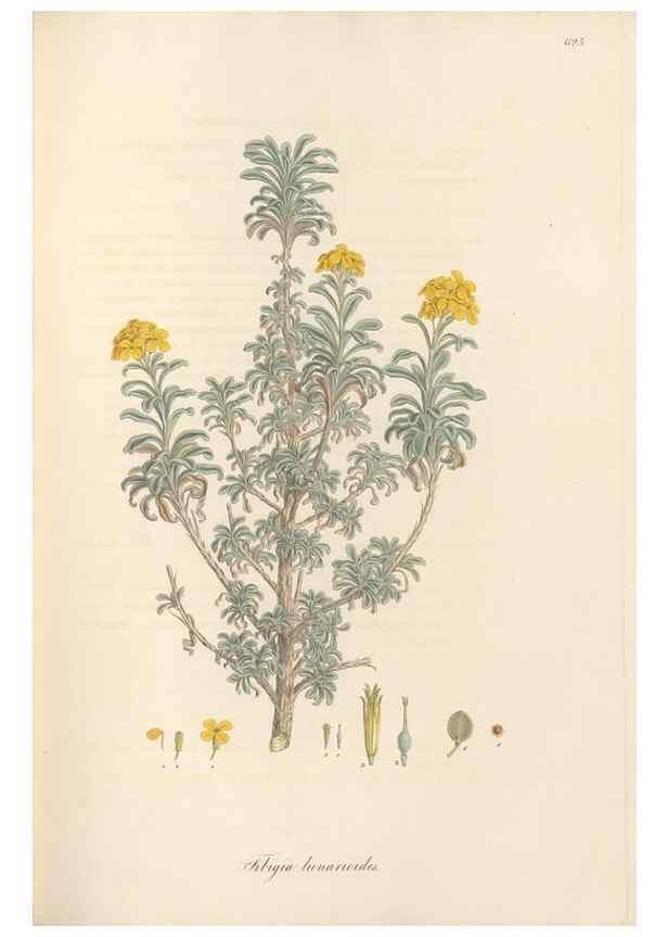 Reproducción/Reproduction 49557248648: Flora Graeca, sive, Plantarum rariorum historia, quas in provinciis aut insulis Graeciae /. Londini :Typis Richardi Taylor et socii, in Vico Shoe-Lane :MDCCCVI-MDCCCXL [1806-1840].. 