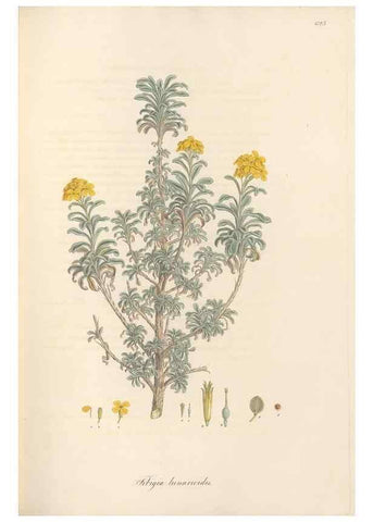 Reproducción/Reproduction 49557248648: Flora Graeca, sive, Plantarum rariorum historia, quas in provinciis aut insulis Graeciae /. Londini :Typis Richardi Taylor et socii, in Vico Shoe-Lane :MDCCCVI-MDCCCXL [1806-1840].. 