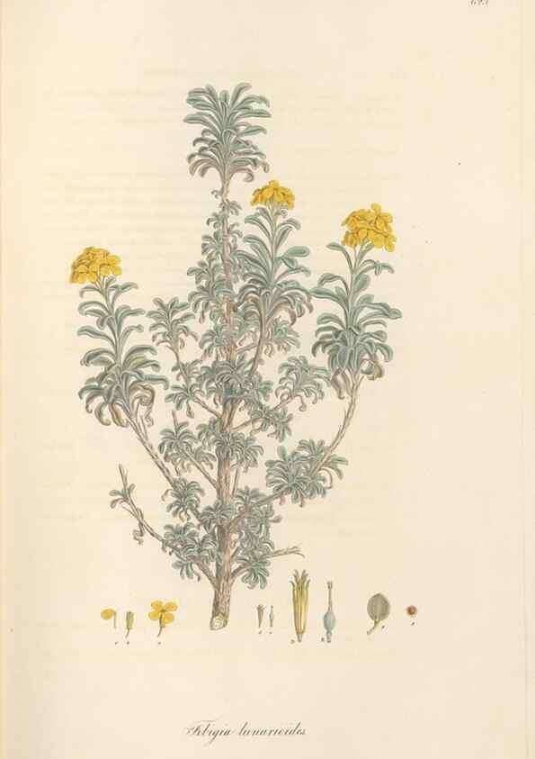 Reproducción/Reproduction 49557248648: Flora Graeca, sive, Plantarum rariorum historia, quas in provinciis aut insulis Graeciae /. Londini :Typis Richardi Taylor et socii, in Vico Shoe-Lane :MDCCCVI-MDCCCXL [1806-1840].. 