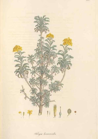 Reproducción/Reproduction 49557248648: Flora Graeca, sive, Plantarum rariorum historia, quas in provinciis aut insulis Graeciae /. Londini :Typis Richardi Taylor et socii, in Vico Shoe-Lane :MDCCCVI-MDCCCXL [1806-1840].. 