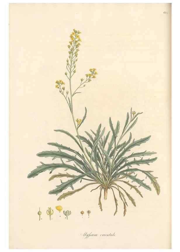 Reproducción/Reproduction 49557248313: Flora Graeca, sive, Plantarum rariorum historia, quas in provinciis aut insulis Graeciae /. Londini :Typis Richardi Taylor et socii, in Vico Shoe-Lane :MDCCCVI-MDCCCXL [1806-1840].. 