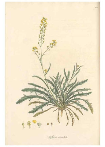 Reproducción/Reproduction 49557248313: Flora Graeca, sive, Plantarum rariorum historia, quas in provinciis aut insulis Graeciae /. Londini :Typis Richardi Taylor et socii, in Vico Shoe-Lane :MDCCCVI-MDCCCXL [1806-1840].. 