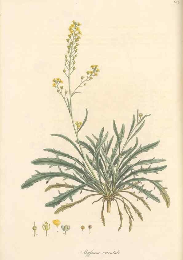 Reproducción/Reproduction 49557248313: Flora Graeca, sive, Plantarum rariorum historia, quas in provinciis aut insulis Graeciae /. Londini :Typis Richardi Taylor et socii, in Vico Shoe-Lane :MDCCCVI-MDCCCXL [1806-1840].. 