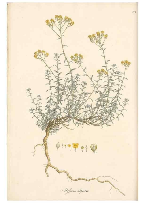 Reproducción/Reproduction 49557744466: Flora Graeca, sive, Plantarum rariorum historia, quas in provinciis aut insulis Graeciae /. Londini :Typis Richardi Taylor et socii, in Vico Shoe-Lane :MDCCCVI-MDCCCXL [1806-1840].. 