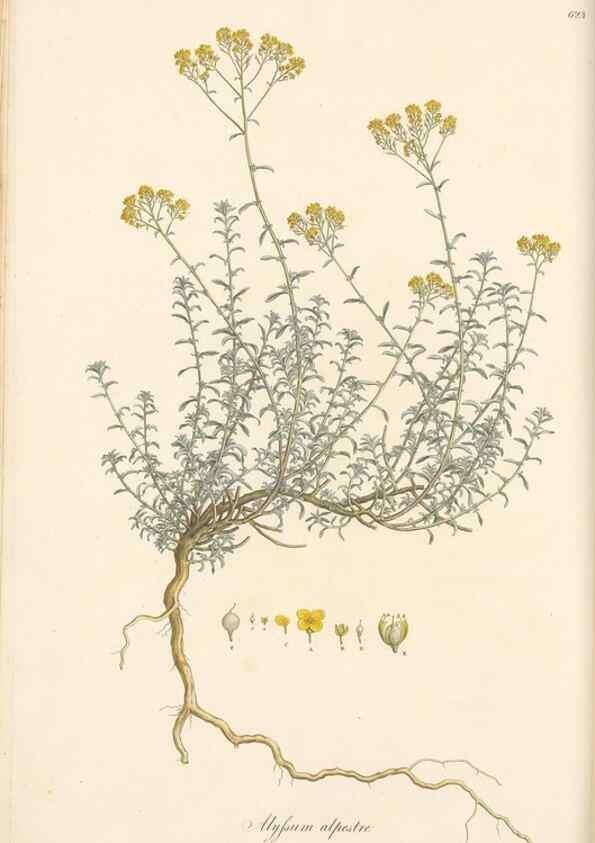 Reproducción/Reproduction 49557744466: Flora Graeca, sive, Plantarum rariorum historia, quas in provinciis aut insulis Graeciae /. Londini :Typis Richardi Taylor et socii, in Vico Shoe-Lane :MDCCCVI-MDCCCXL [1806-1840].. 